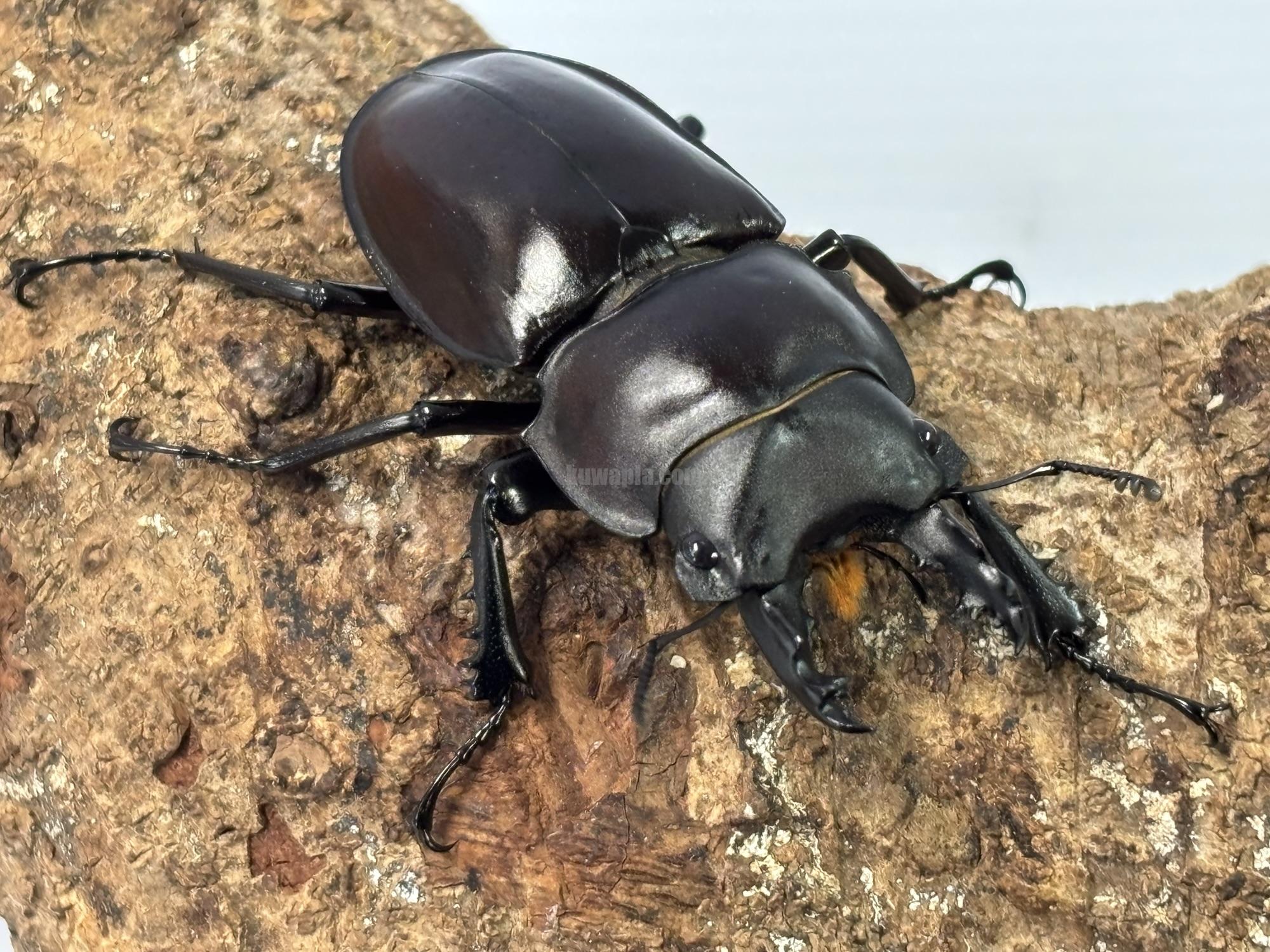 ヤエヤママルバネクワガタペア | くわかぶプラネット