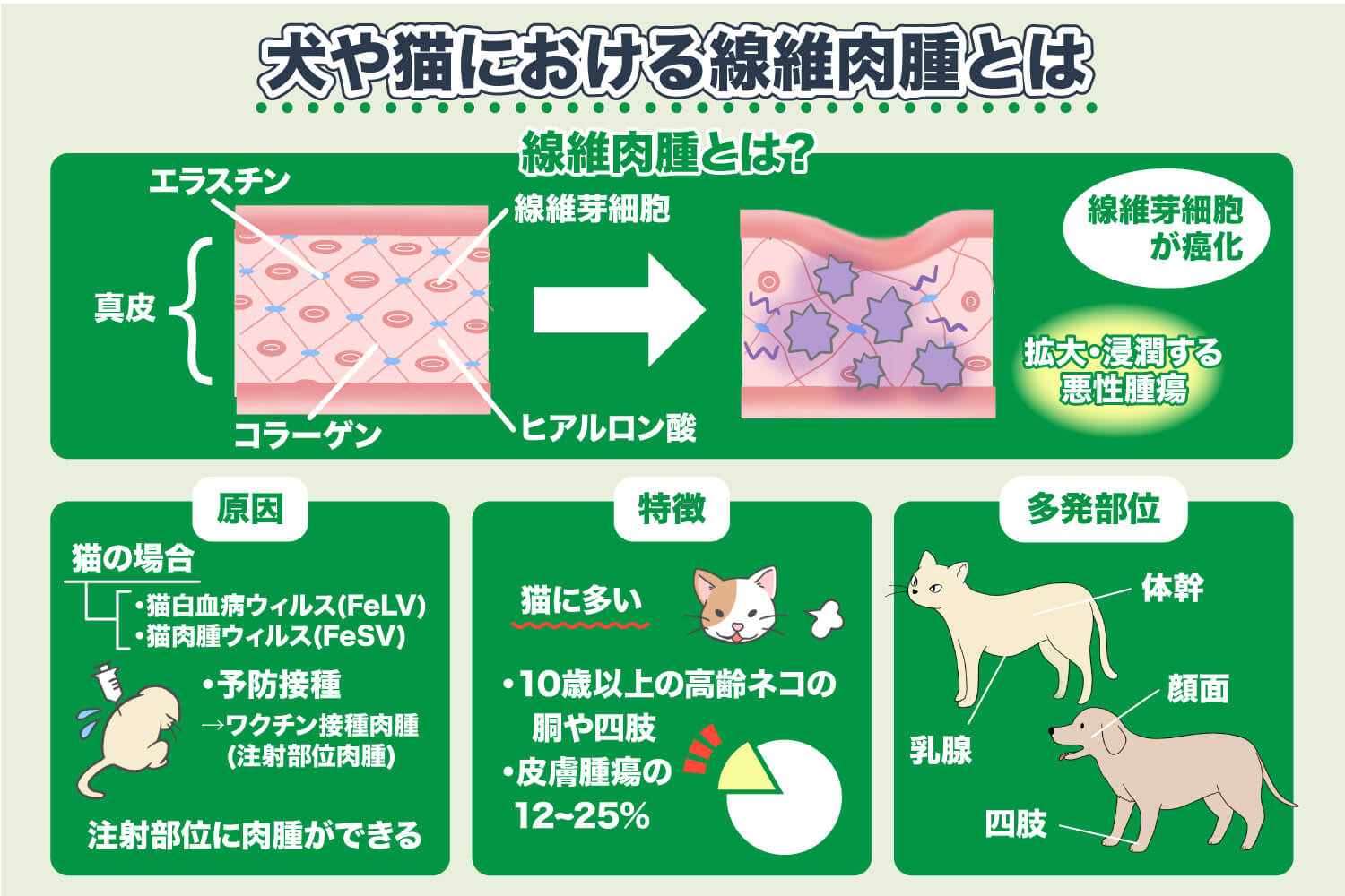 猫・犬の線維肉腫 ― 悪性腫瘍、検査、手術、治療法、改善・完治の