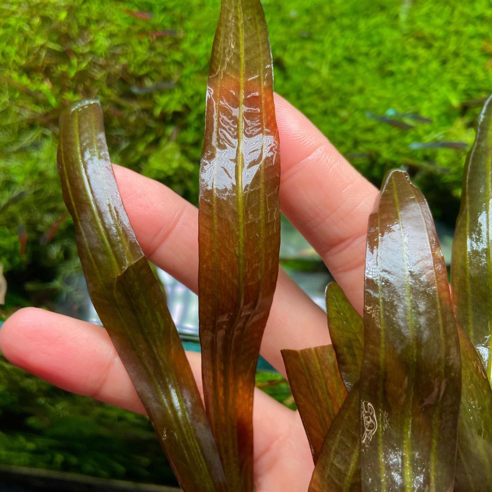 エキノドルス ホレマニーオレンジ エキノドルス・ホレマニーオレンジ