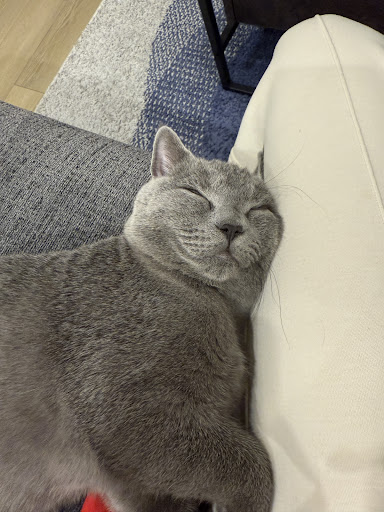 ピュリナ プロプラン キャット パウチ 子猫用 やわらかチキン ゼリー