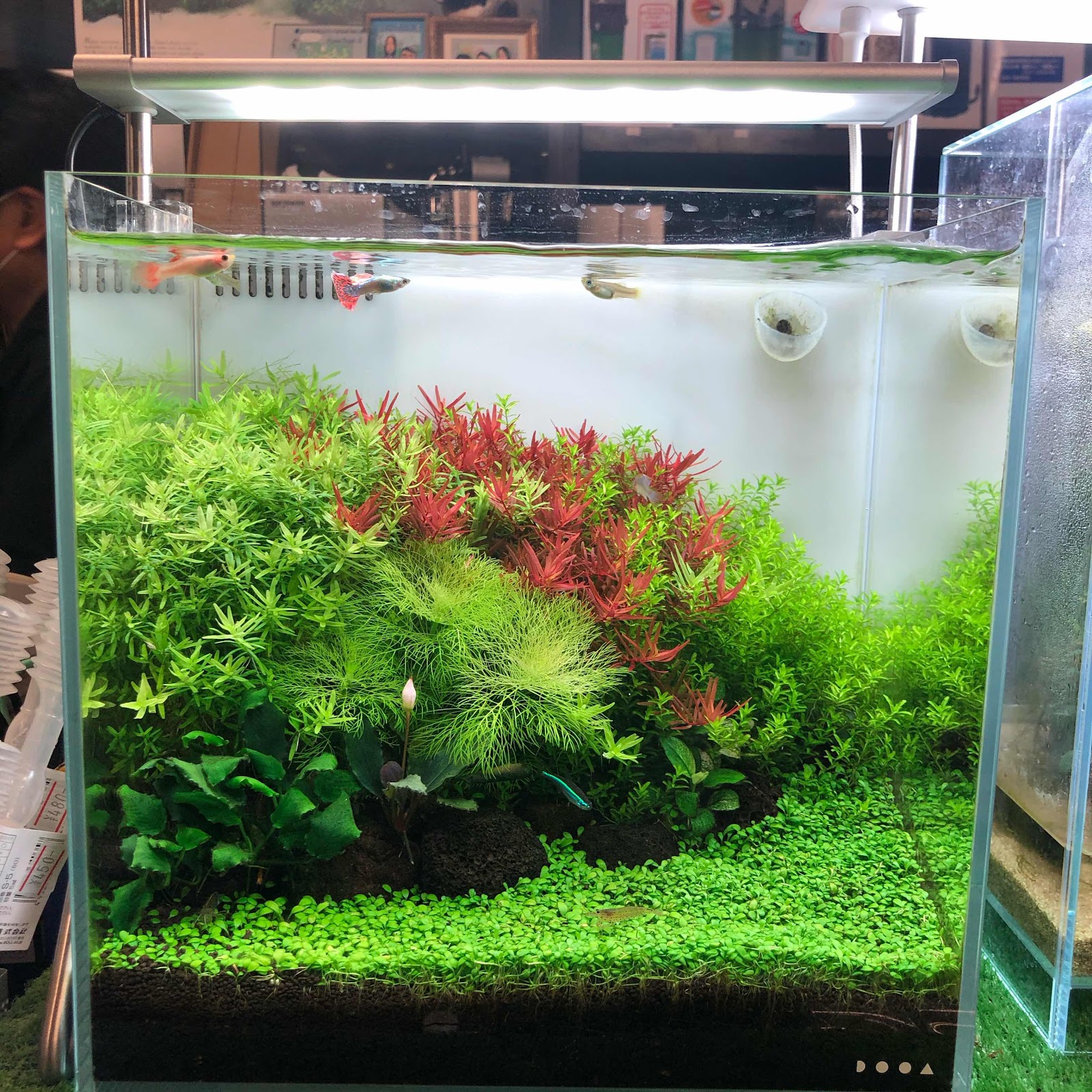 アクアテイク‐E ブログ: DOOA・ソルスタンドRGB、おすすめです！