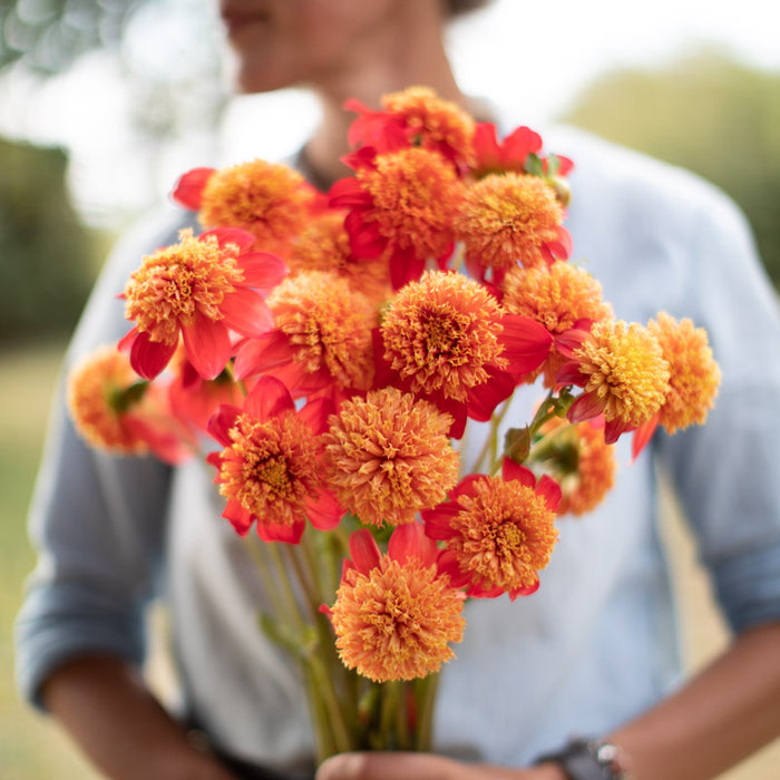 Dahlia Eileen C – Floret Library