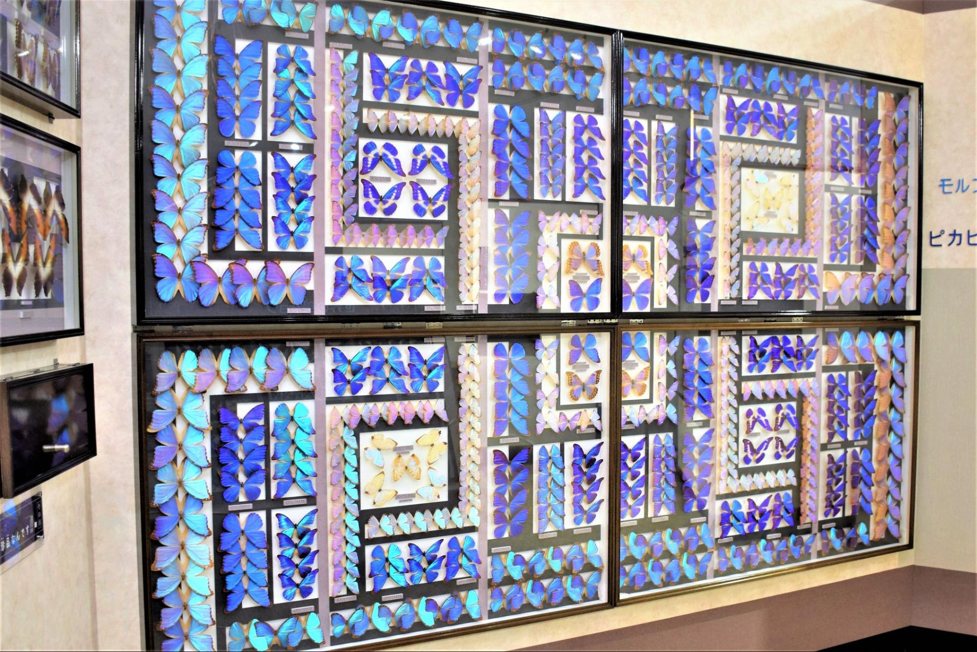 虫が苦手な人も夢中に。知的好奇心をくすぐるアートな昆虫標本が