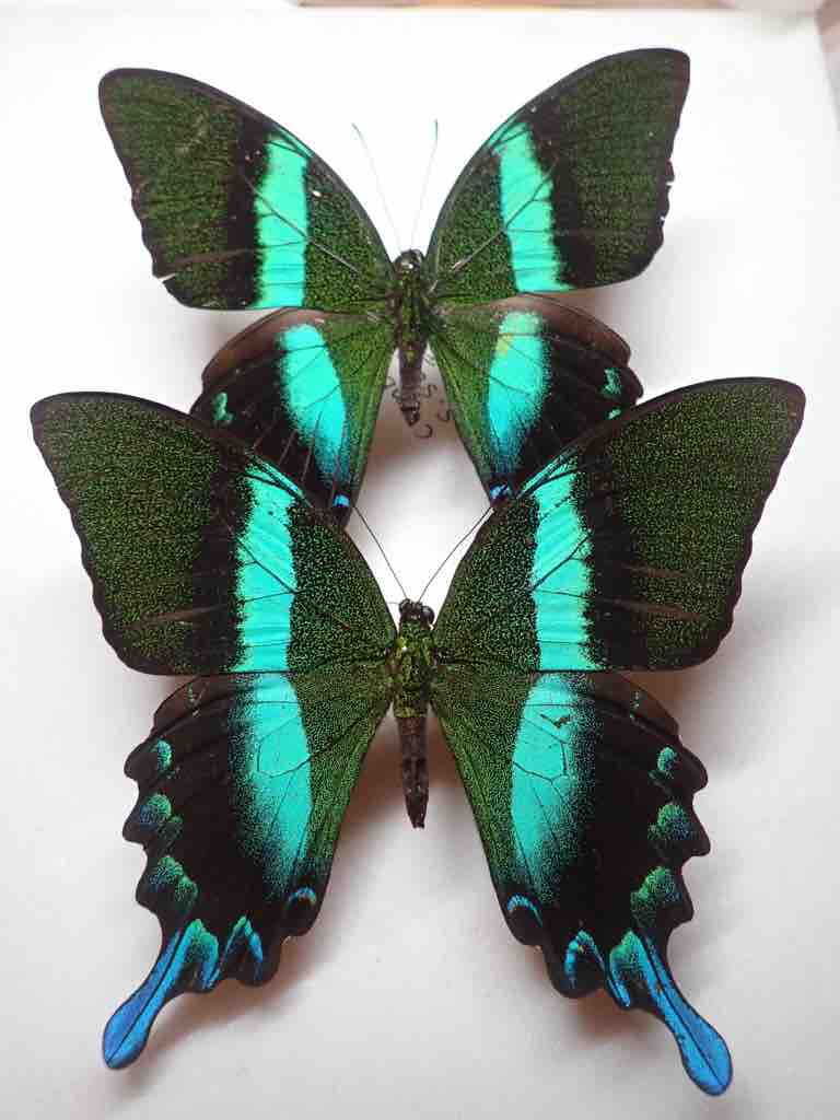 インセクトFan2022購入標本 : ばいおの採集日記