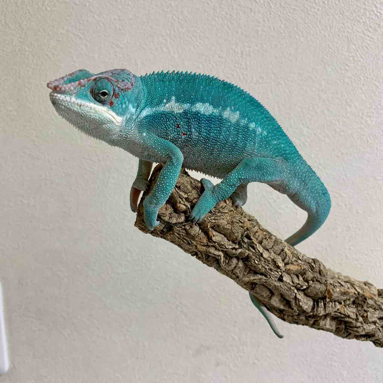 専用ページ】R_007_カメレオンほか爬虫類用飼育ケージ（中古サビあり