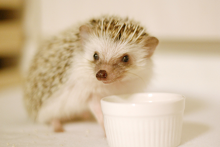 暖突L×パンテオン9045 取り付けレビュー : ハリネズミちくちく日記