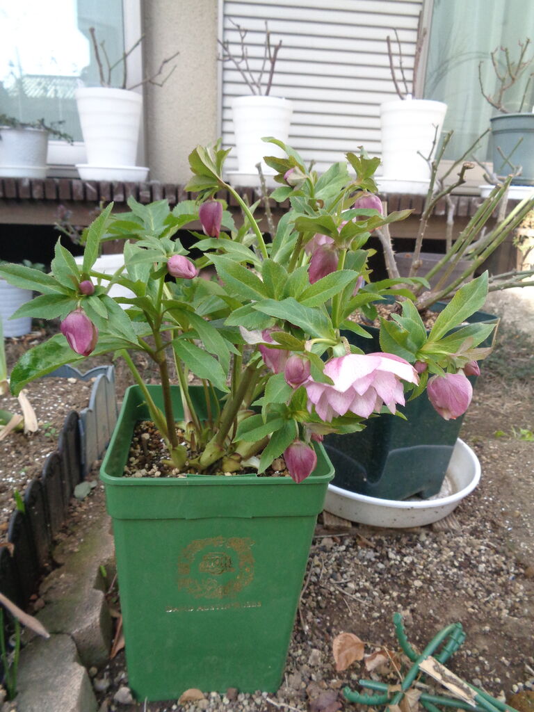 手毬～透明感がある淡いピンクのクリスマスローズ～ : 伊藤まゆみの