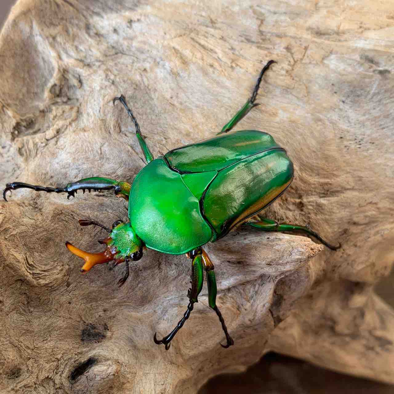 モルガンサスマタカナブン 飼育記 : GOKUSAISHIKI