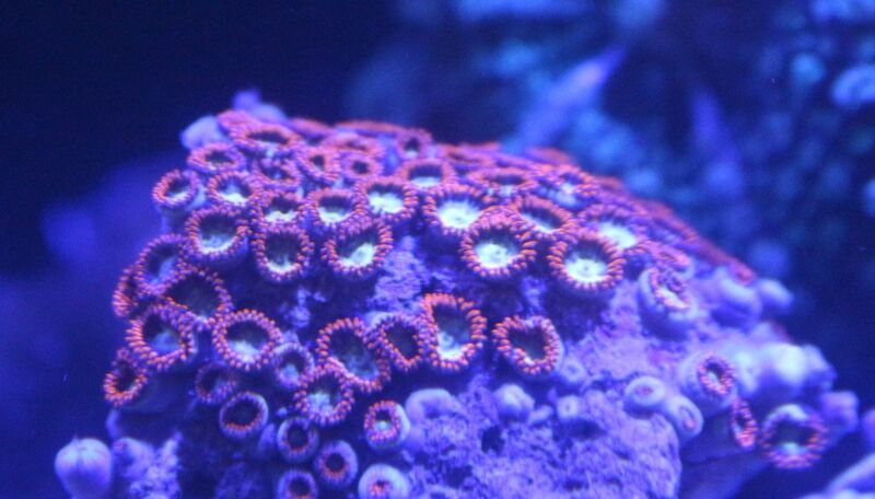 新しく取り扱いを始めました : アクアマリン