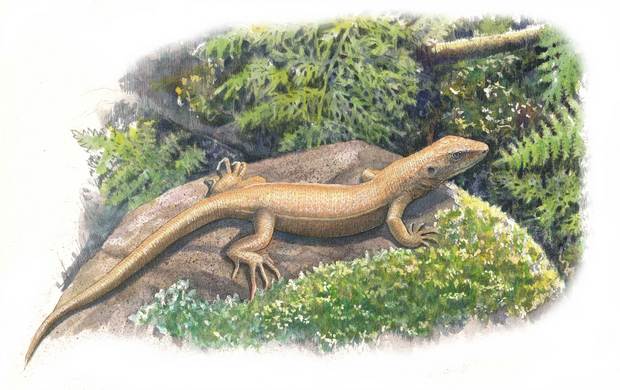 トカゲ化石＞白亜紀の新種3種と判明・・・石川・白山で発掘