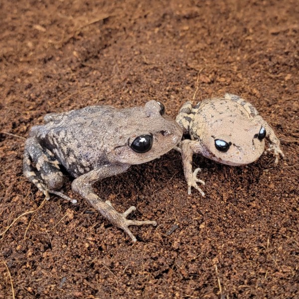 GWセール開催中！！※ゲストイベント開催決定！！ : 爬虫類倶楽部