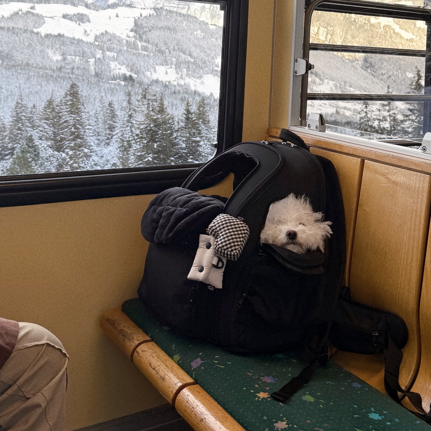 SSOOOKバックパックでいつもペットと一緒に旅行しましょう