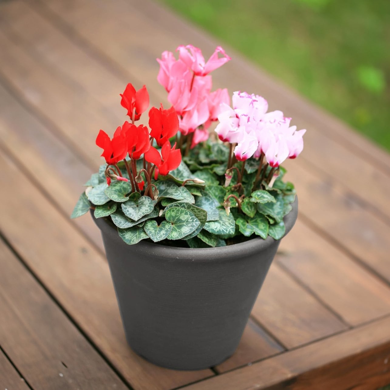 桜＊ サンタクロース(大と小) とシクラメンの鉢植え3色セット 桜