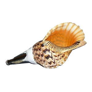 法螺貝・歌口付 サイズ41cm-43cm 天台タイプ | 鳴り物,法螺貝 通販なら