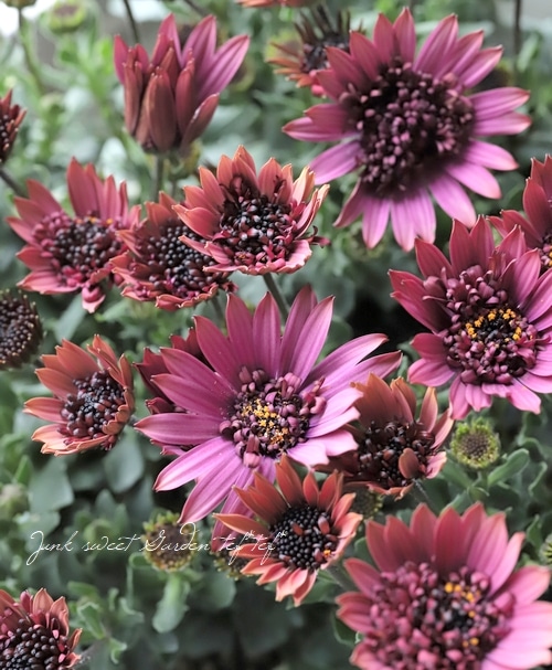 オステオスペルマム ピンクテディシリーズ 『サンライズグロー