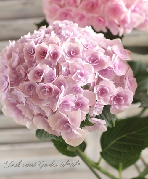 ◆Hydrangea4936◆ 紫陽花 『恋物語』 八重咲き！ | すべての商品 | | Junk sweet Garden