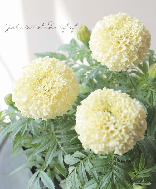 マリーゴールド 『ホワイトゴールド・ミニ』 | すべての商品 | | Junk