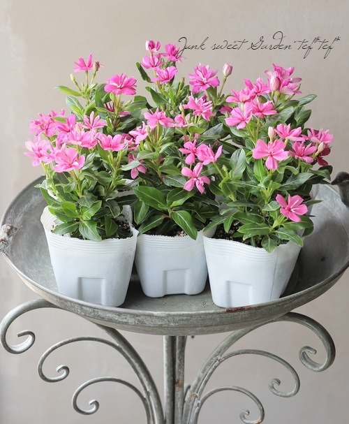 北島園芸オリジナル】 ニチニチソウ・ミラシリーズ 『チェリーピンク