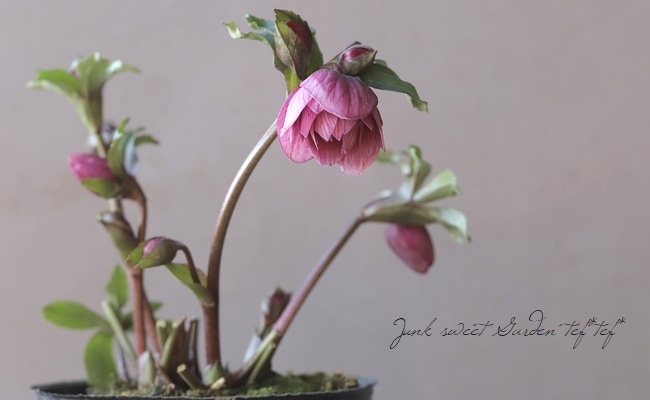 大和園】 クリスマスローズ 『ダブルピンク』 2024 【No.6】 | すべて