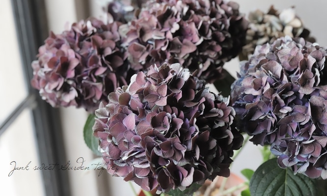 塩原園芸オリジナル】 秋色紫陽花品種 『青玉』 2024年最新品種