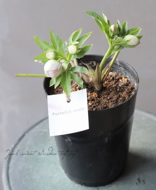 大和園】 クリスマスローズ 『パステリッシュストレイン』 | すべての