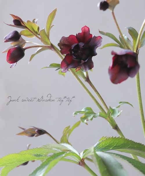 広瀬園芸さん】 クリスマスローズ 『クレオパトラ』 No.13 | すべての