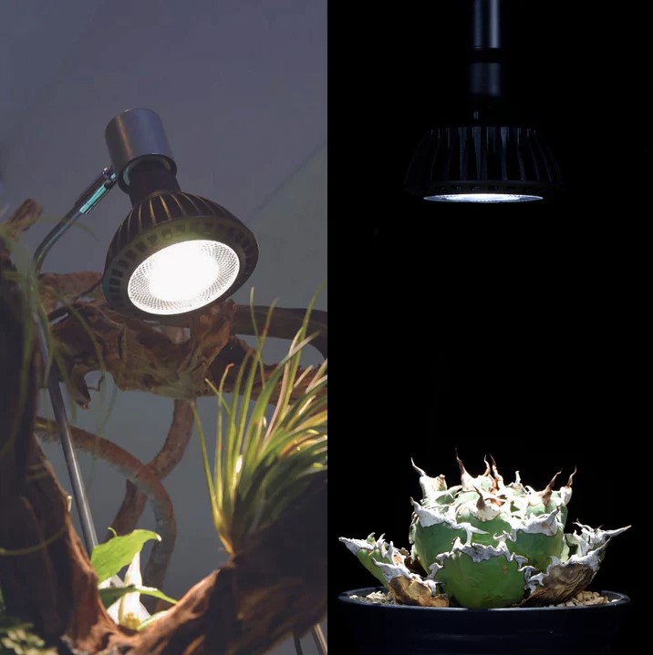 CERAPHIC いきもの電球｜ピクタ公式通販