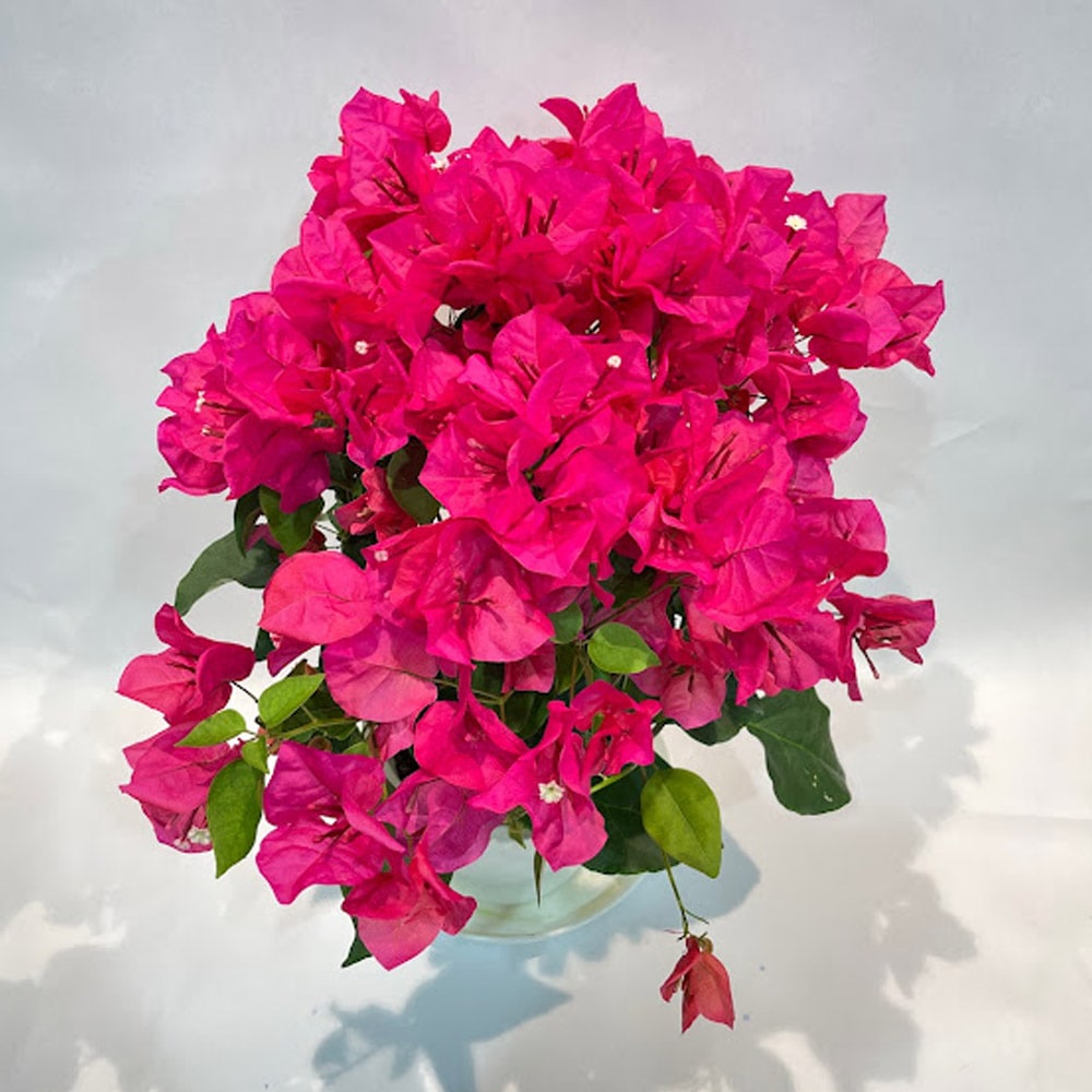 ブーゲンビレア 赤 特 5号 花鉢 花壇 ブーゲンビリア 5寸 トロピカル