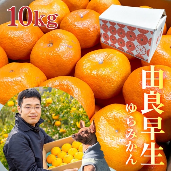 海瀬みかん園 l 【公式】 うまちょく便 | 静岡・山梨名物・特産品を