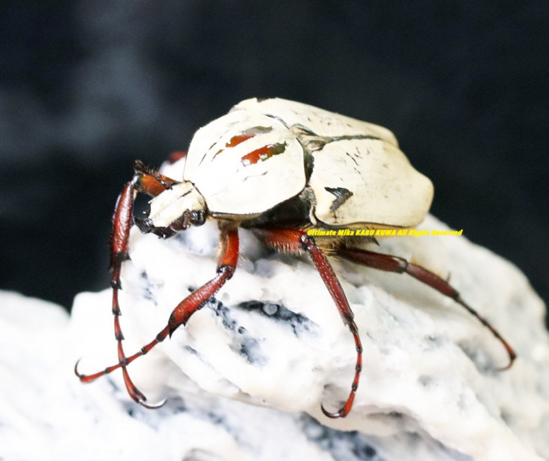 2022年WILDからの 2022年8月末から孵化 超美麗種!! シンジュツノ