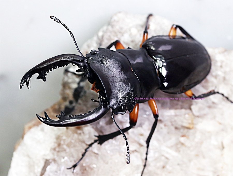 2022年WILDから パラワン島産!! 2022年11月下旬孵化 WF1 インペリア