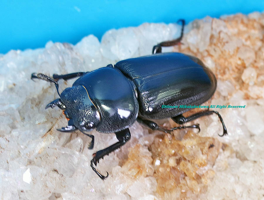 2024年WILDからの 2024年10月中旬から孵化 WF1 世界最高峰・インドLS産