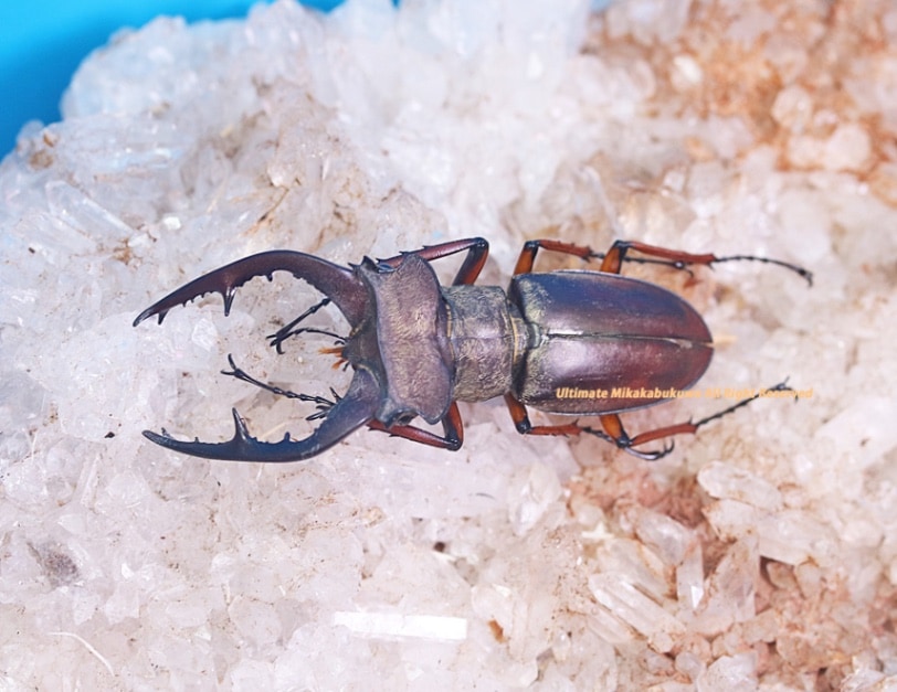 標本です!! 2024,7/7 新着WILD ベトナム便 最高峰!! グラディウス