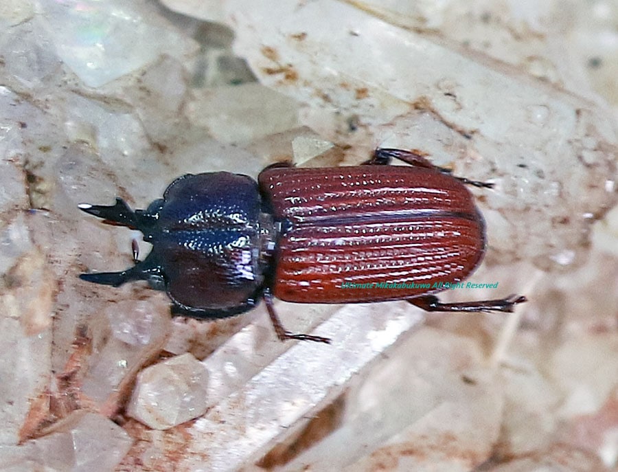 オーストラリア産 珍品 アトコブゴミムシダマシ オーストラリア産 珍品