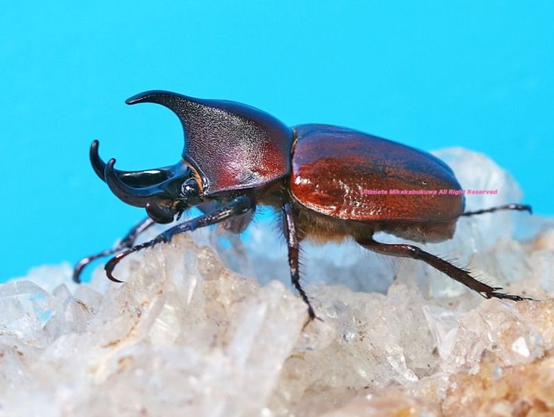 2025,4/1新着WILD Limited Luxury Ultimate 2 南米コロンビア便 世界最