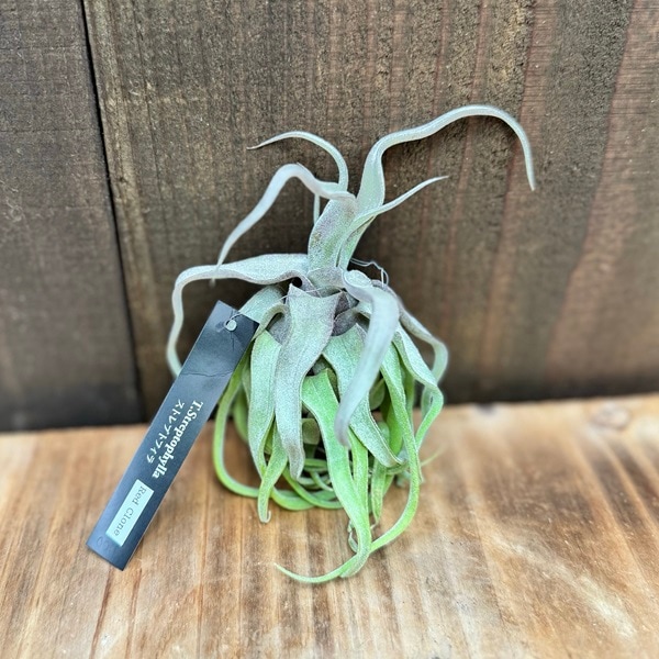 おしゃれ 観葉植物 エアープランツ：チランジア ストレプトフィラ