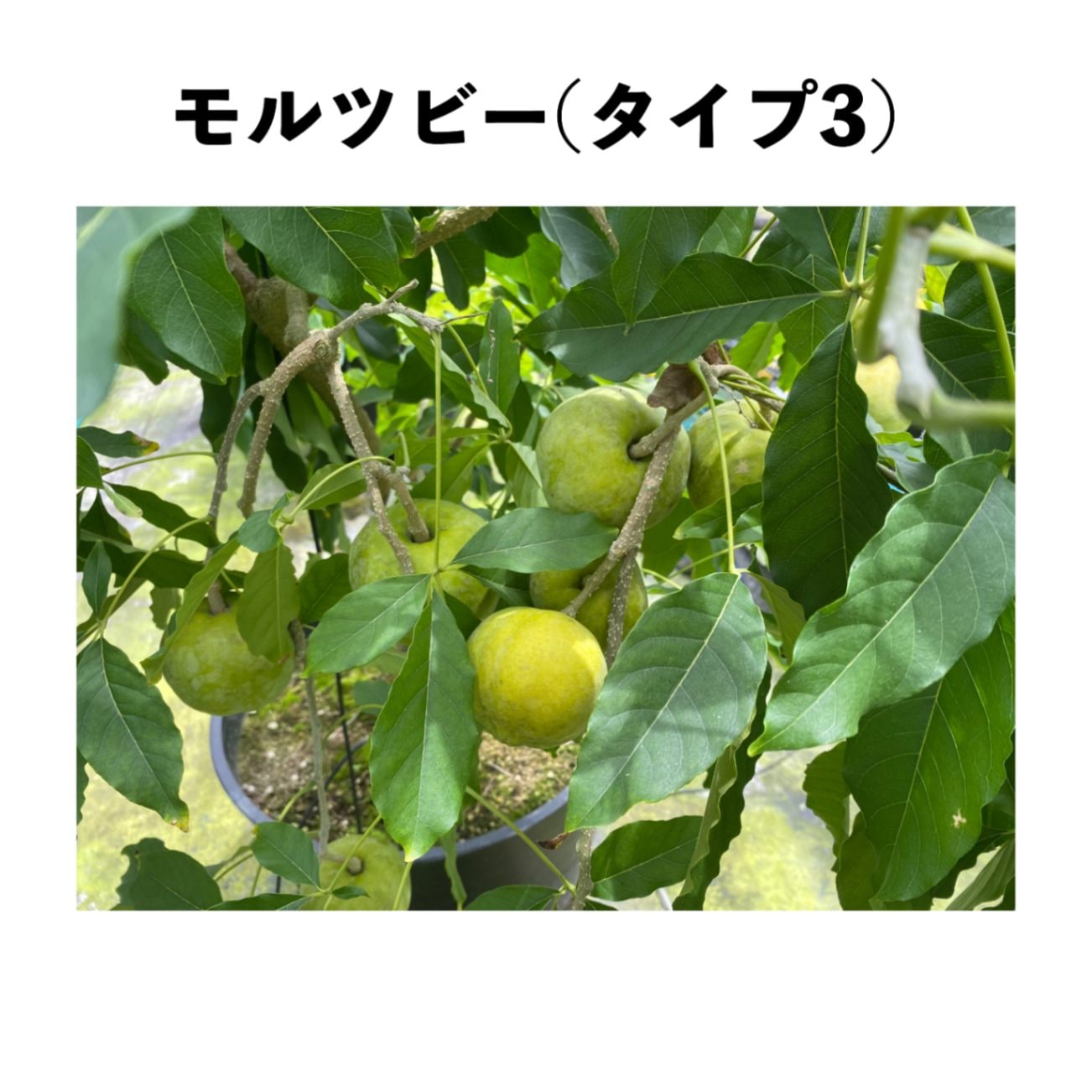 モルツビー(タイプ3) 5号ポット 小苗 (接木)｜シロサポテ苗木