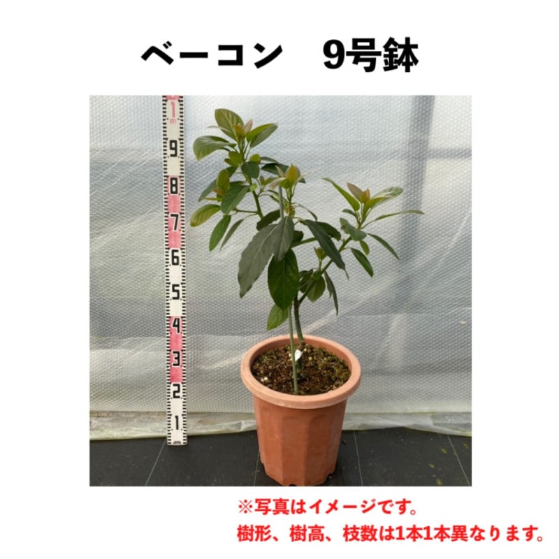ベーコン (B) 3年生 9号鉢【※こちらの商品は同梱できません】 (接木