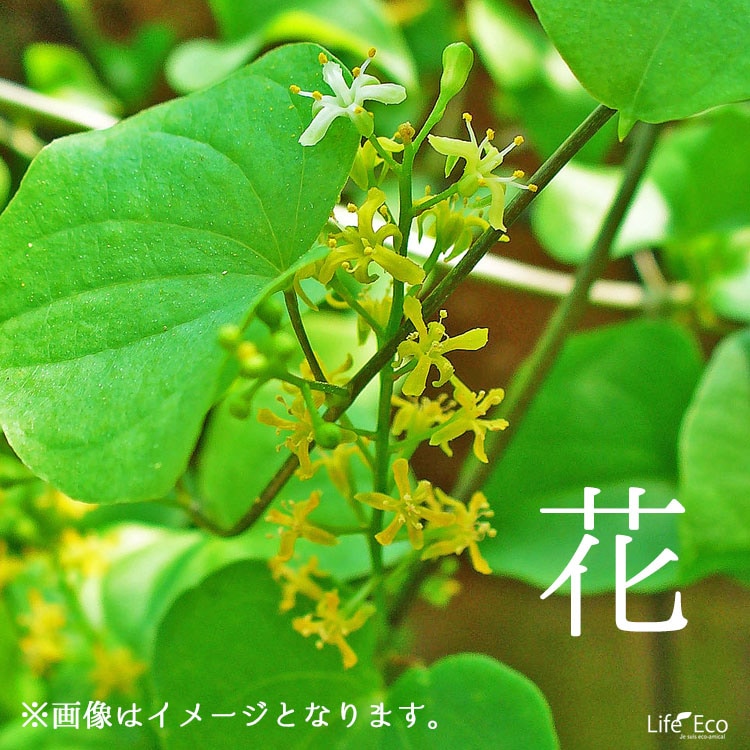 塊根植物【一点物】亀甲竜（ディオスコレア・エレファンティペス