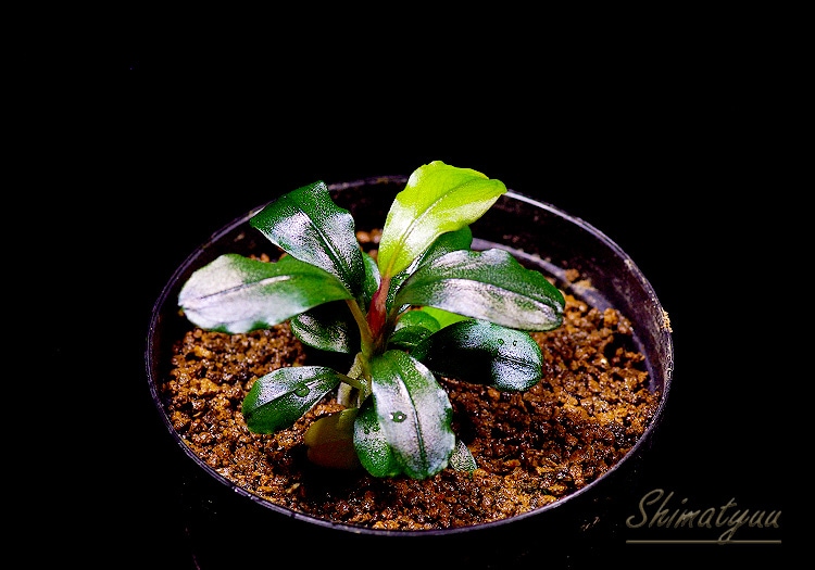 一点物 Bucephalandra sp. Metallic Purple 2020.10 No.07 | 水草