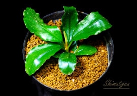 一点物 Bucephalandra sp. Theia Purple 大株 2020.10 No.57 | 水草