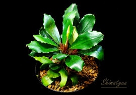 一点物 Bucephalandra sp. Mini Dreadnought 2020.10 No.03 | 水草