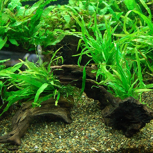ミクロソリウムナローリーフ付流木 S 1個(水草) | 水草,水草付流木