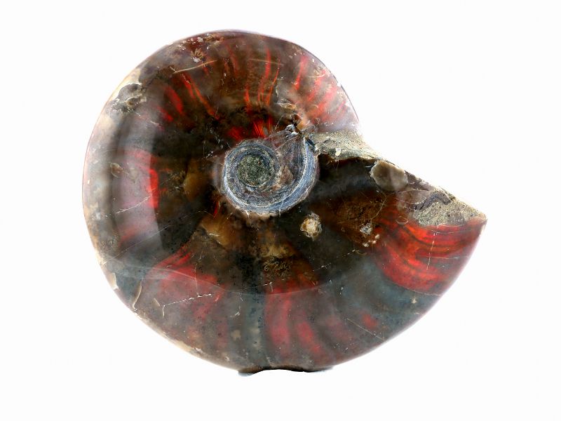 アンモライト （アンモナイト） 化石 原石 No.7｜最高級パワーストーン