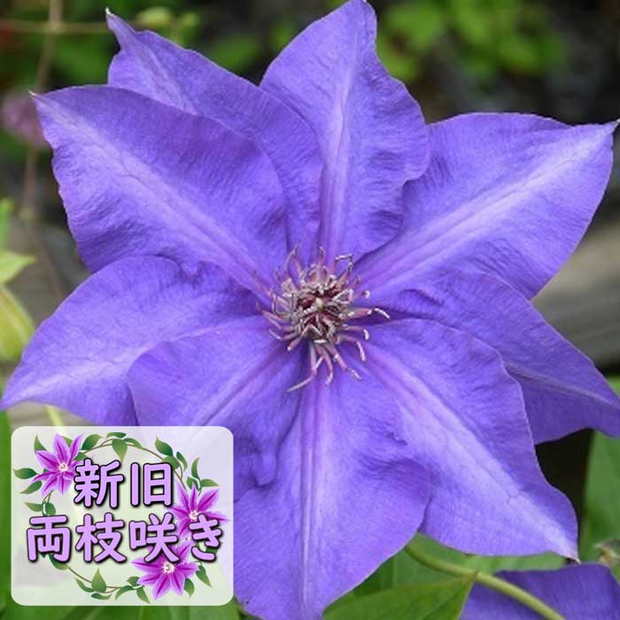 クレマチス ザ プレジデント 12cm苗 紫 【ラヌギノーサ系・新旧両枝