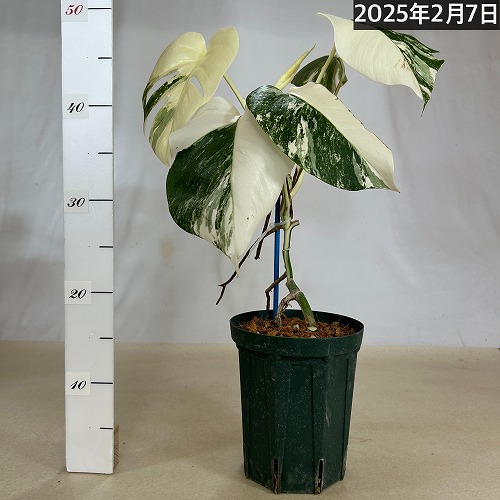 モンステラ ホワイトタイガー 白斑入り 5号 個体5 現品 一点もの