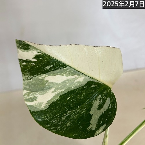 モンステラ ホワイトタイガー 白斑入り 5号 個体5 現品 一点もの