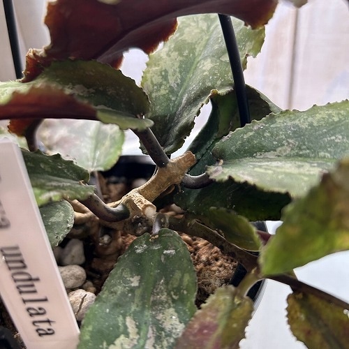 ホヤ(サクララン) ウンデュラータ 4号吊り鉢｜芳樹園オンラインショップ