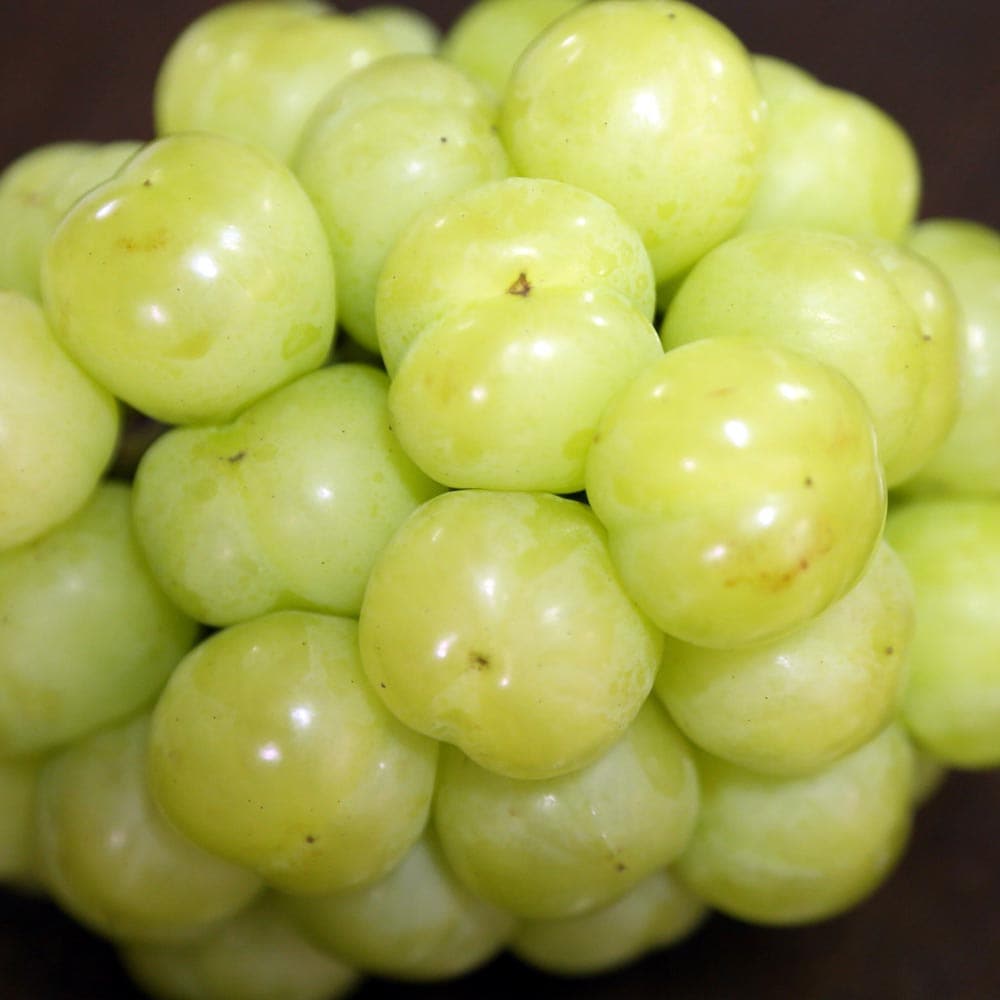 ぶどう苗 瀬戸ジャイアンツの苗木【果樹苗 2年生挿し木苗15cmポット