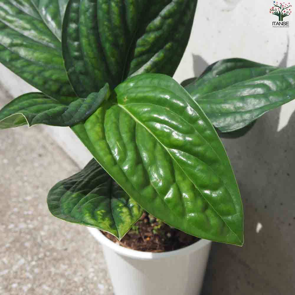 モンステラ ジェイドウイング 【観葉植物 4号ポット】｜ 【植物の